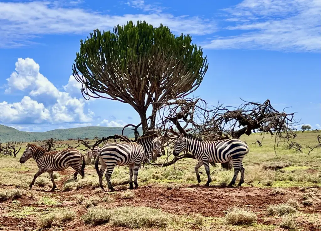 Lewa Conservancy Zebras on the way to Ngare Ndare