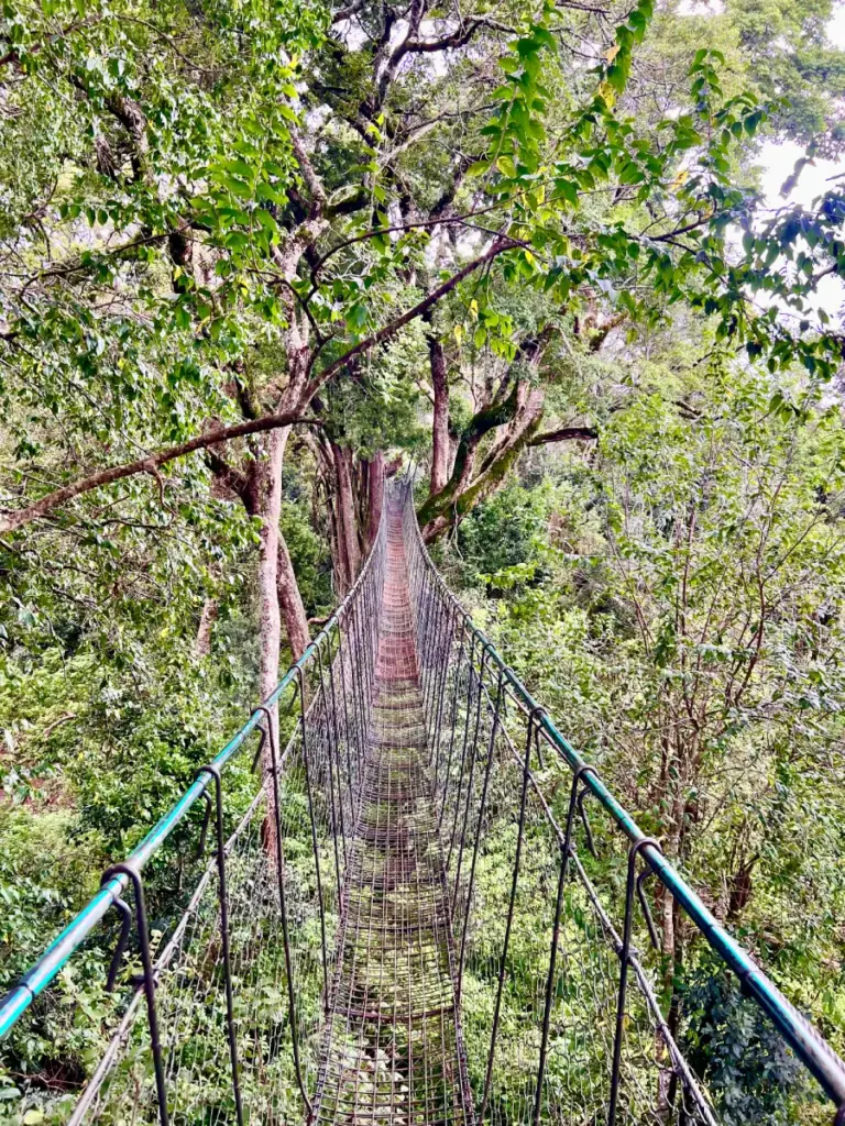 At 450 meters, the Ngare Ndare Forest Canopy Walk is the longest in Africa