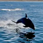 Walvis Bay Marine Tour Dolphin Jumping