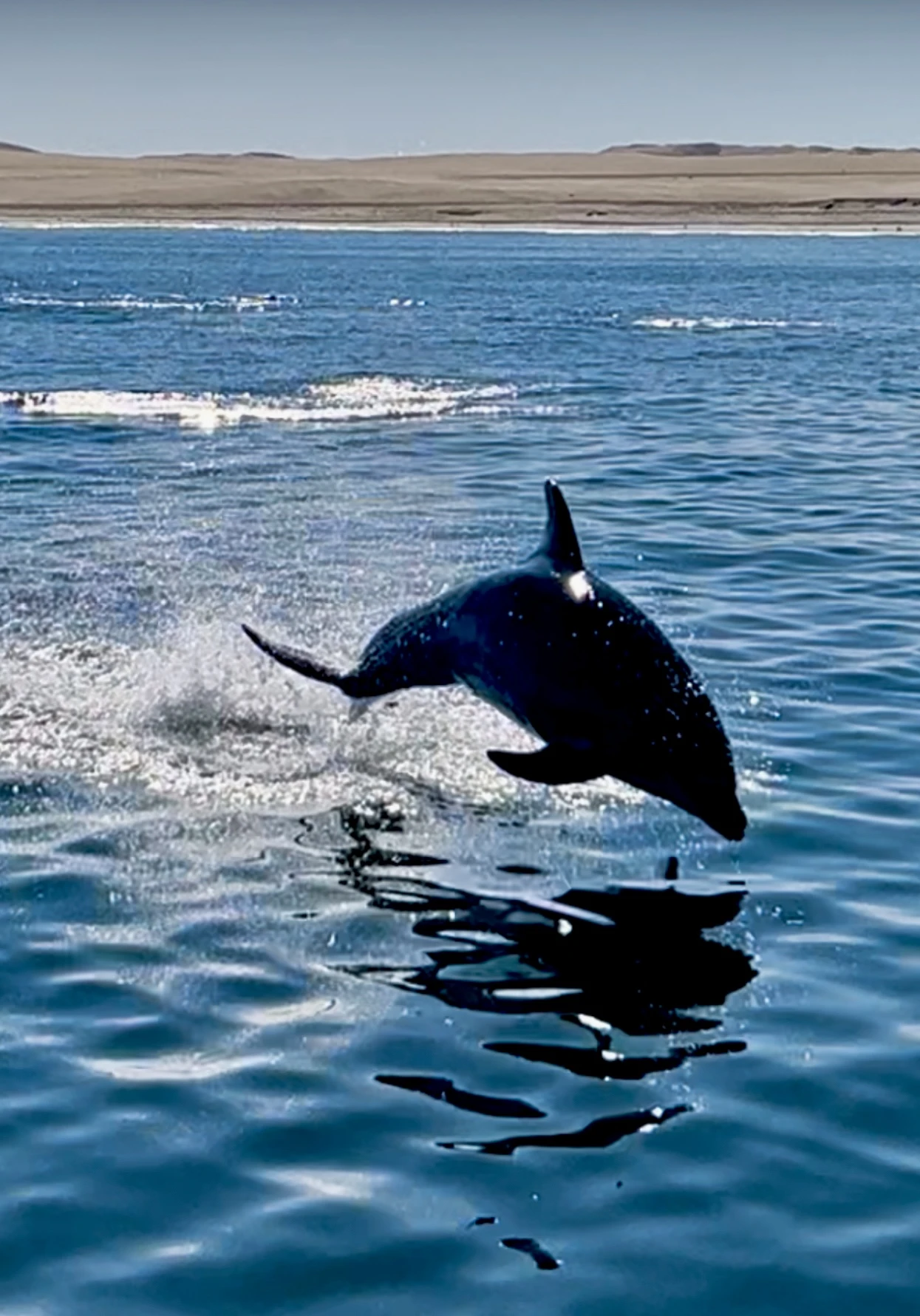 Walvis Bay Marine Tour Dolphin Jumping
