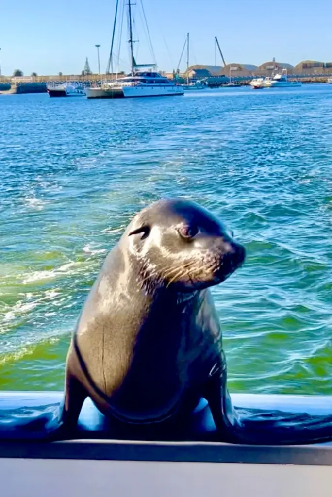 Walvis Bay Marine Tour Seal on Boat