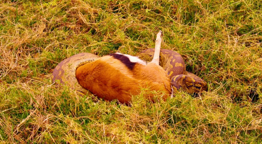 Amboseli Rock Python and Thomson Gazelle