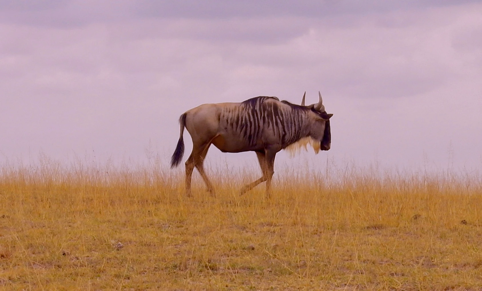 Amboseli - Wildebeest