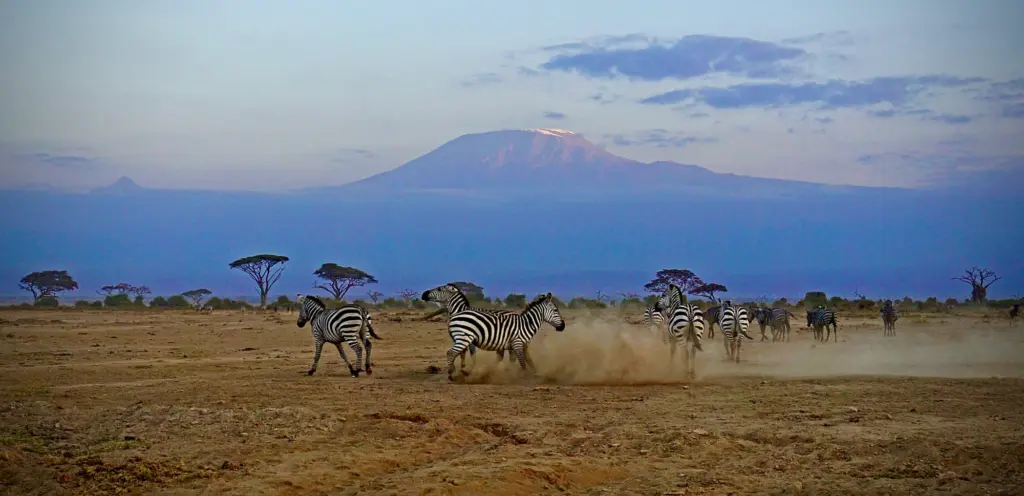 Amboseli - Zebras in front of Kilimanjaro