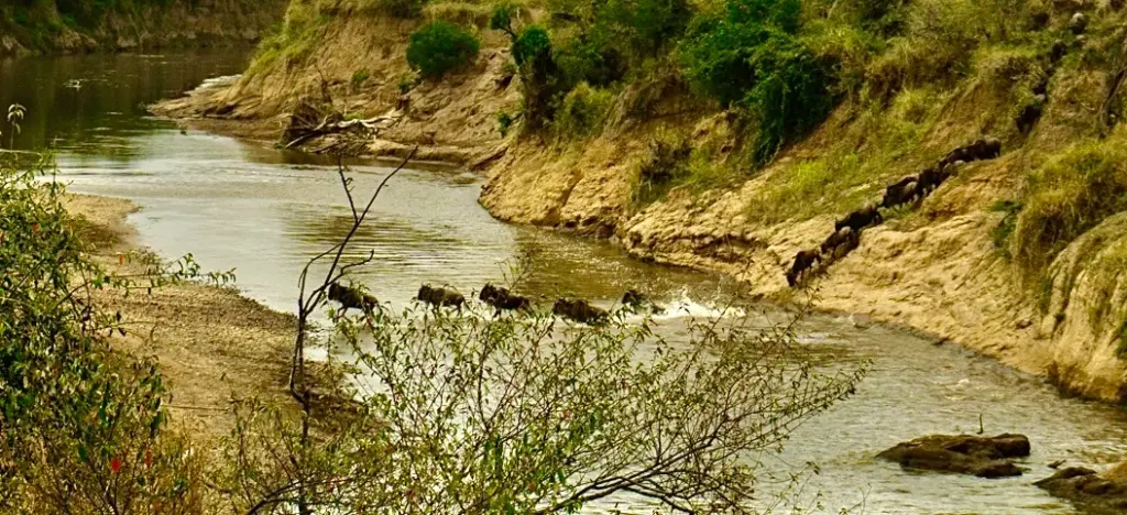 Wildebeest crossing the Mara River