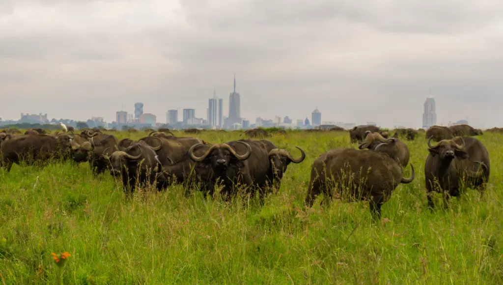 Nairobi National Park - Buffalos in front of the skyline