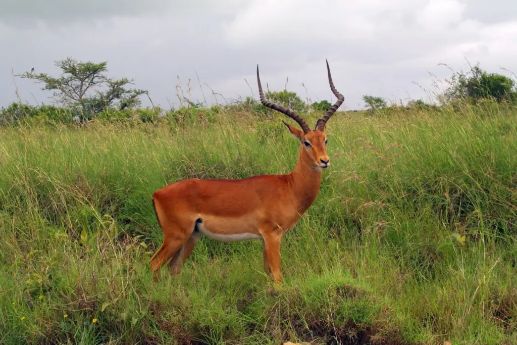 Nairobi National Park - Gazelle
