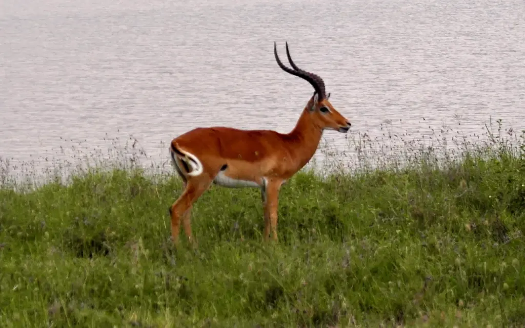 Nairobi National Park - Gazelle by the Water