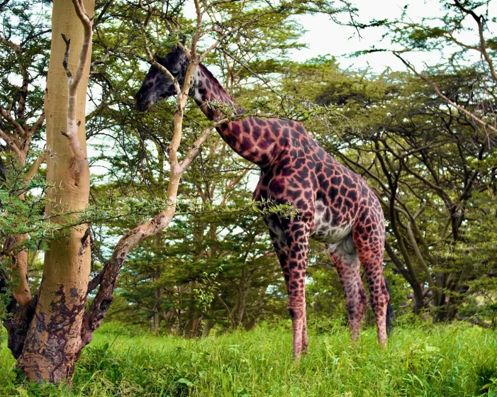 Nairobi National Park - Maasai Giraffe