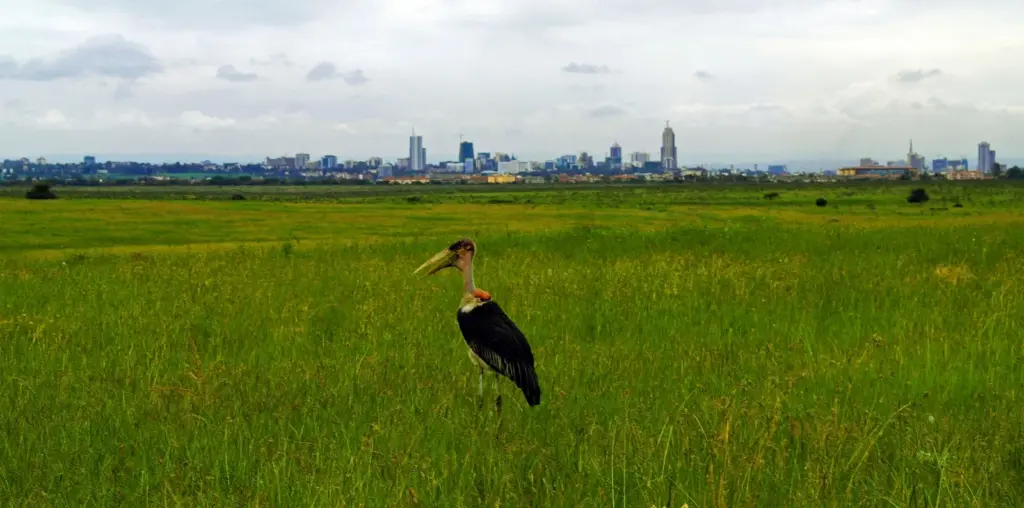 Nairobi National Park - Marabou Stork and Skyline