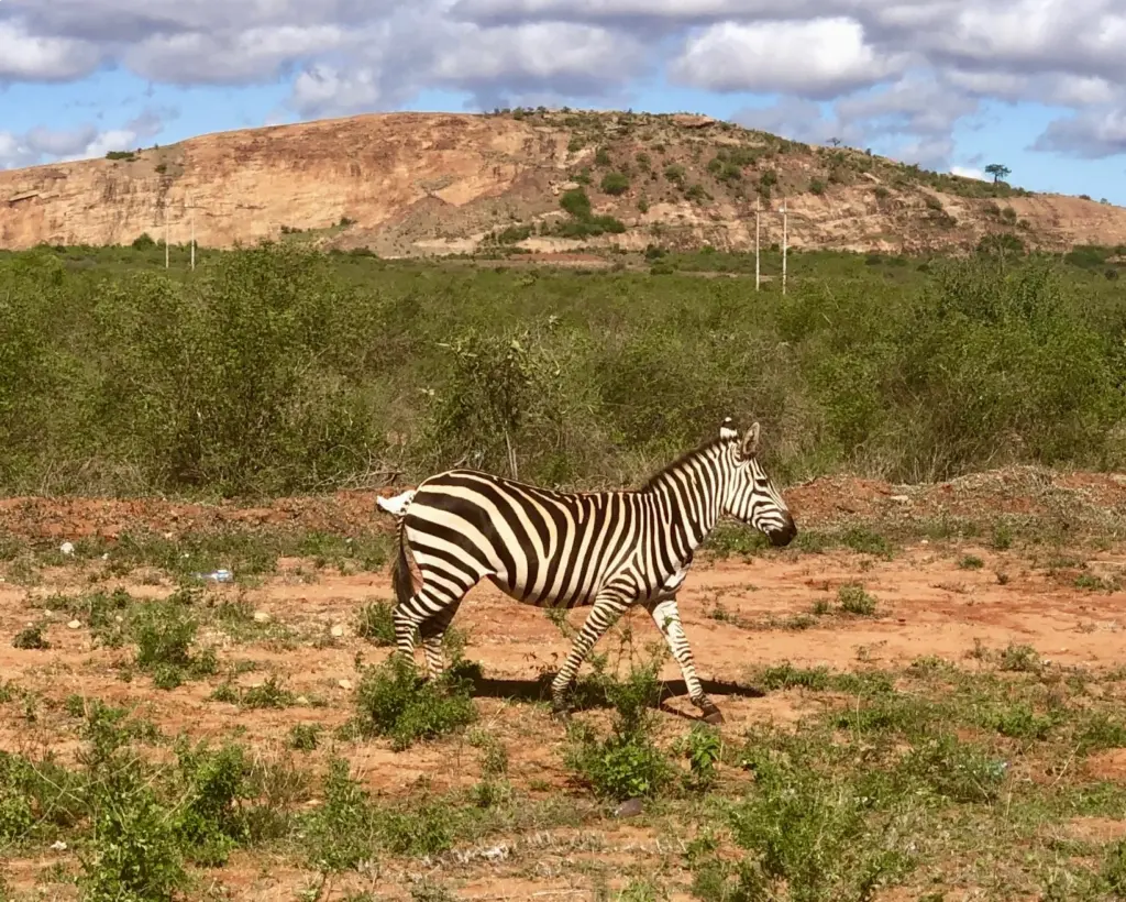 Tsavo - Zebra along the road