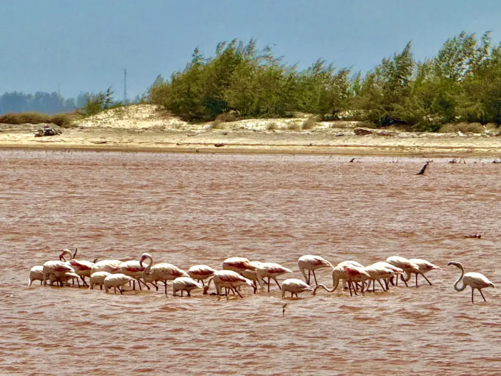 Mabrui Flamingos