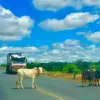 Makueni - Cows on A109
