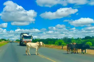 Makueni - Cows on A109
