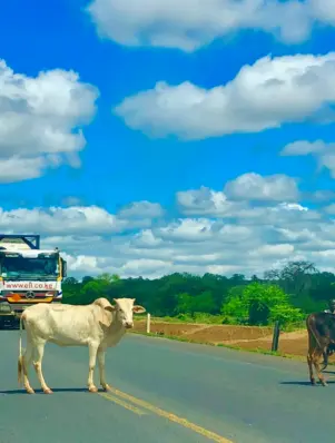 Makueni - Cows on A109