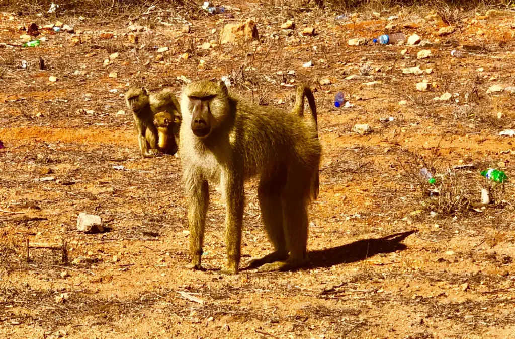 Tsavo – Monkey along the road