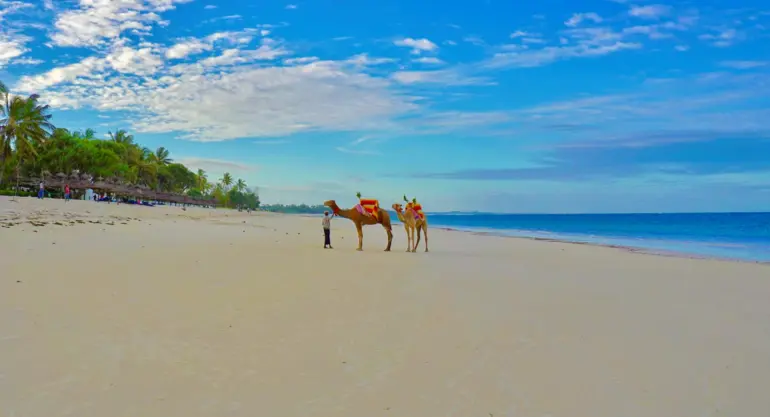 Diani Beach Camels