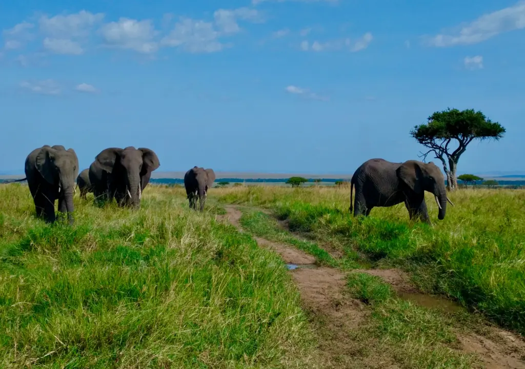 Maasai Mara - Elephants on the road