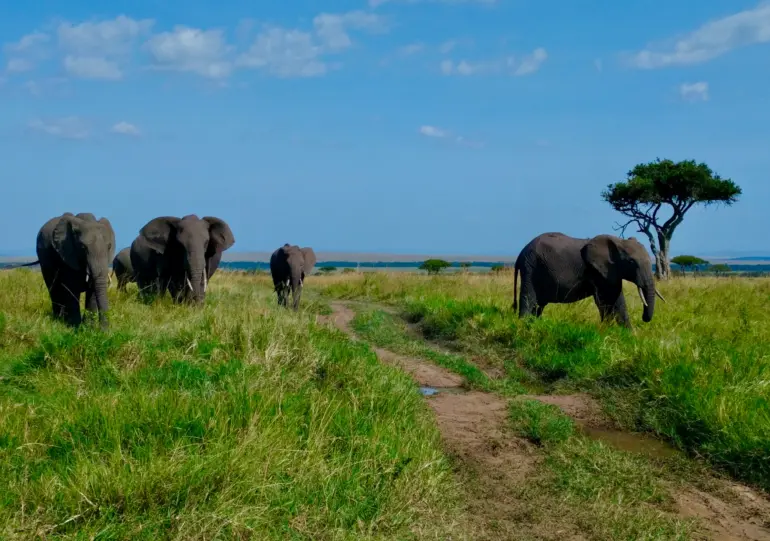 Maasai Mara - Elephants on the road